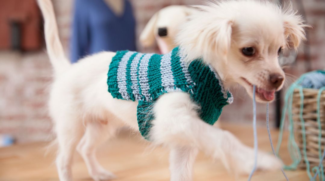Knit a Custom-Fit Dog Sweater