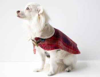 Simplicity Sewing: Make a Dog Coat