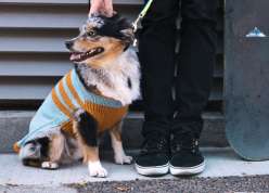 Wendy Bernard shows knitters a quick and easy way to whip up a personalized sweater for your dog using two knitted rectangles. 